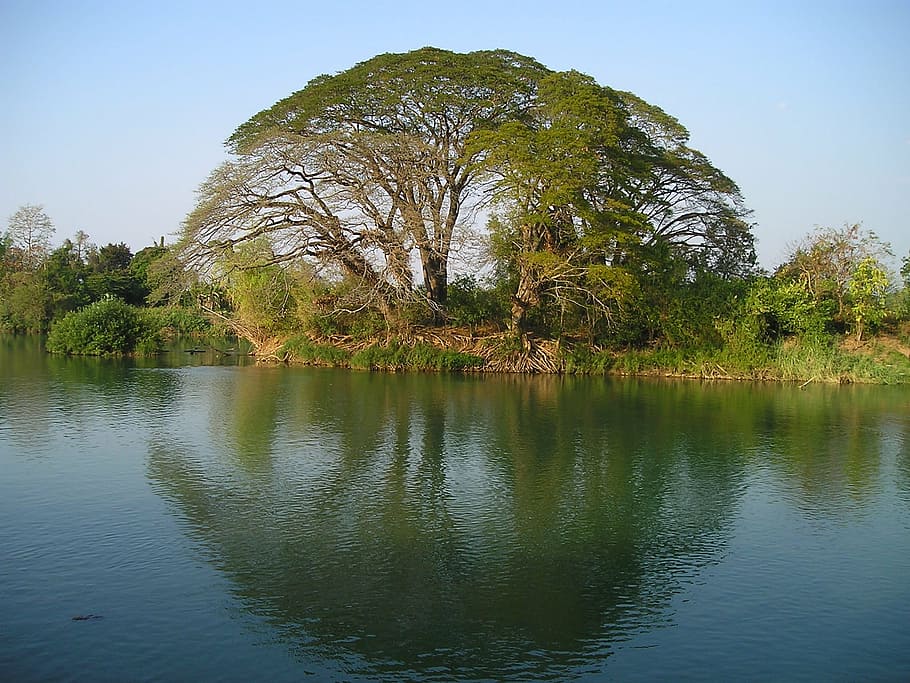 photo of green leaf tree near river during daytime, laos, water HD wallpaper