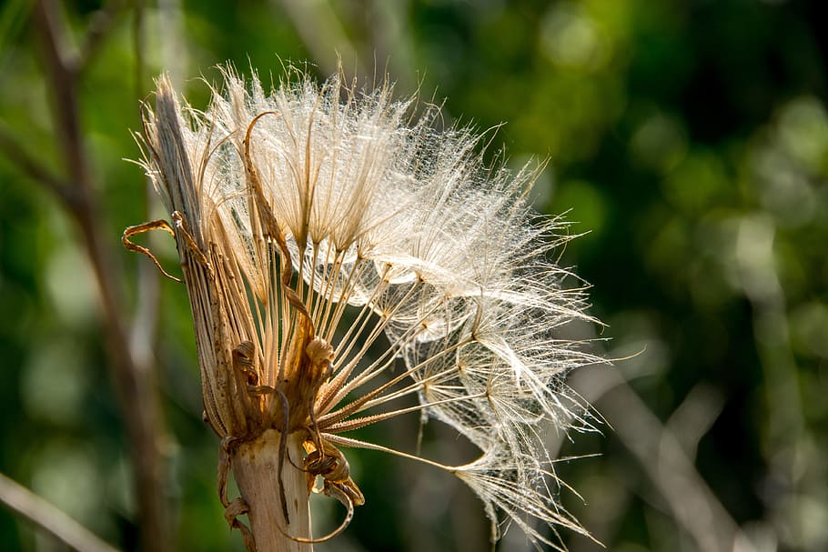 dandelion, seeds, sunlight, park, green, white, landscape, nature HD wallpaper