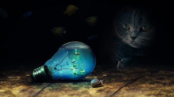 photo of cat watching bulb and snail, current, light, fishes HD wallpaper