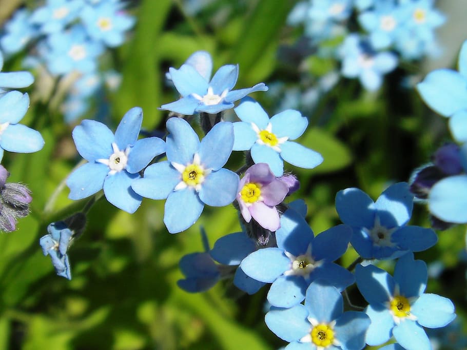 Myosotis, Forget-Me-Not, Flower, blue, blue stickseed, hackelia micrantha, HD wallpaper