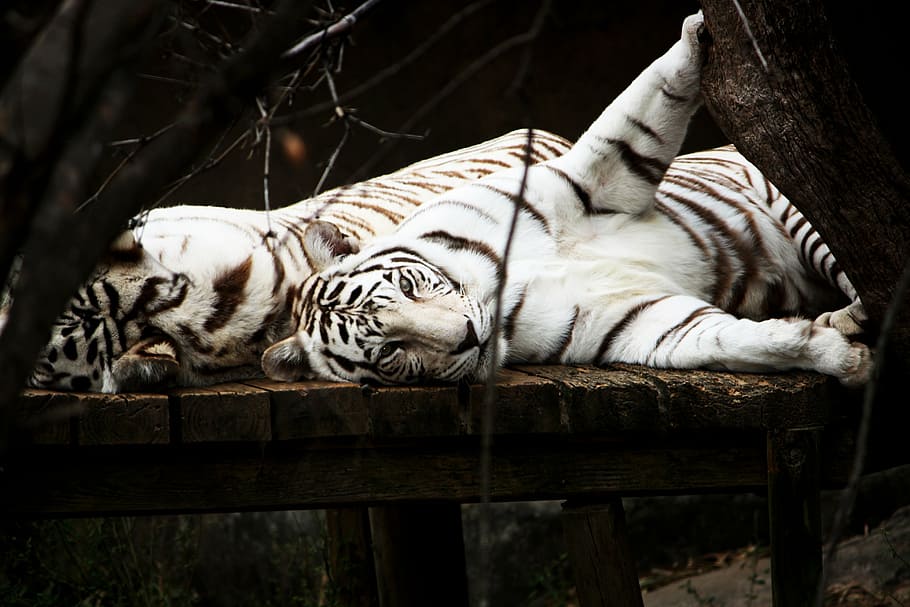 tiger, white, cat, predator, animal, wildlife, playful, cute HD wallpaper