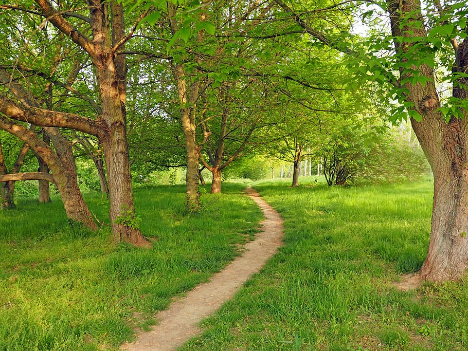 green andb rown tall trees, plant, nature, live, forest, outdoors HD wallpaper