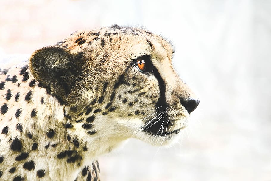 photo of brown and black cheetah, leopard, wild, animal, spots HD wallpaper