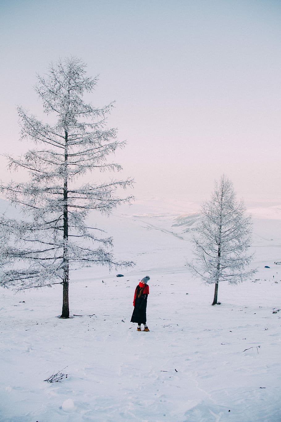 woman standing between two white pine trees at daytime, person standing on snow field beside pine tree HD wallpaper