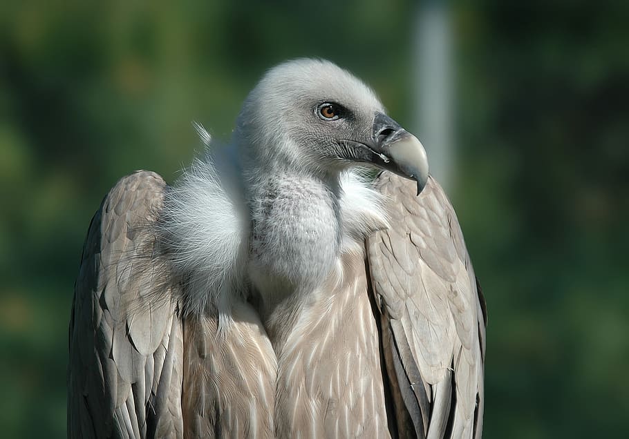 HD wallpaper: white and gray bird, vulture, raptor, animals, griffon ...