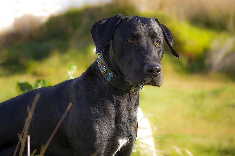adult black Labrador retriever, dog, pet, animals, pets, domestic animals HD wallpaper