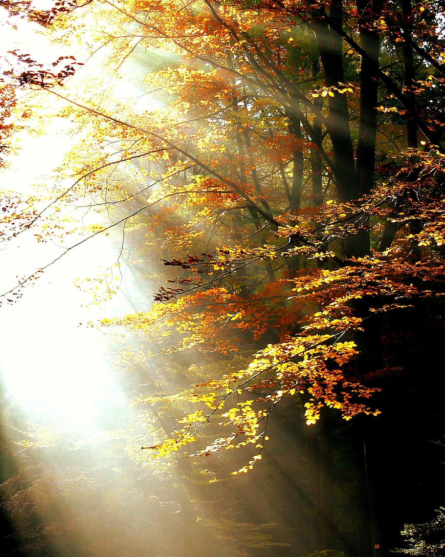 yellow leaf tree, forest, light, autumn, trees, leaves, color HD wallpaper