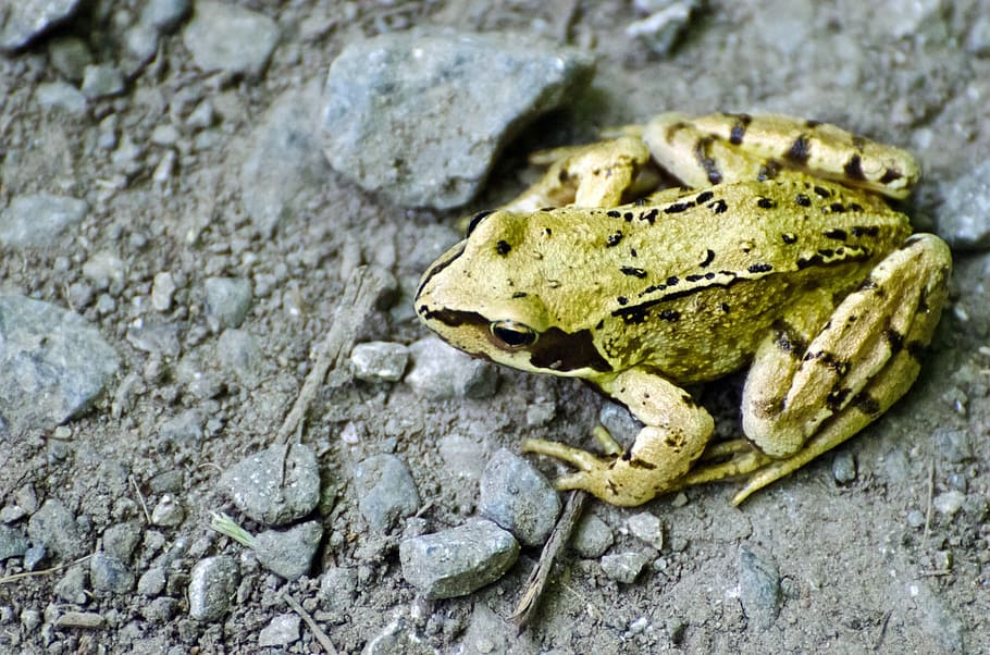 frog, pet, wet, green, zoology, brown, amphibian, fauna, looking HD wallpaper