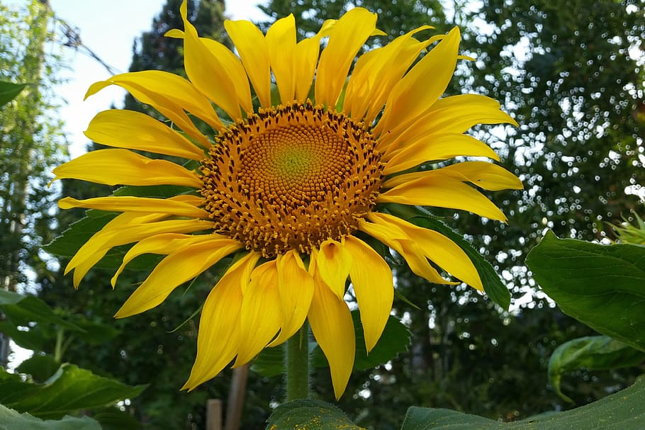 Sunflower, Spring, Yellow, nature, summer, plant, outdoors HD wallpaper