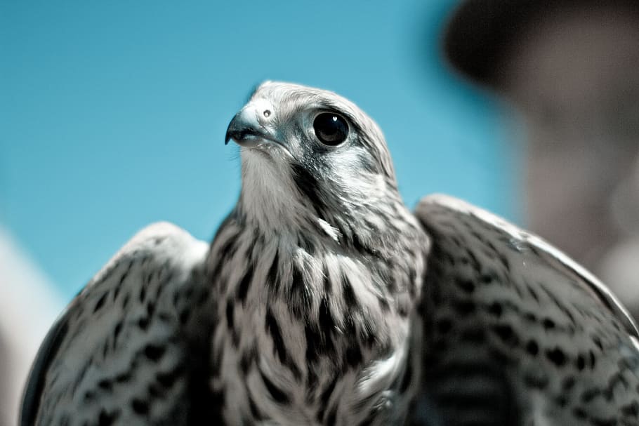 white and black eagle, bird, wings, animal, symbol, feather, nature