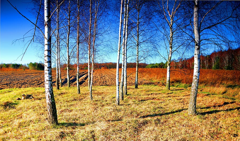 birch, shrubbery, sky, blue, forest, clouds, nature, white HD wallpaper
