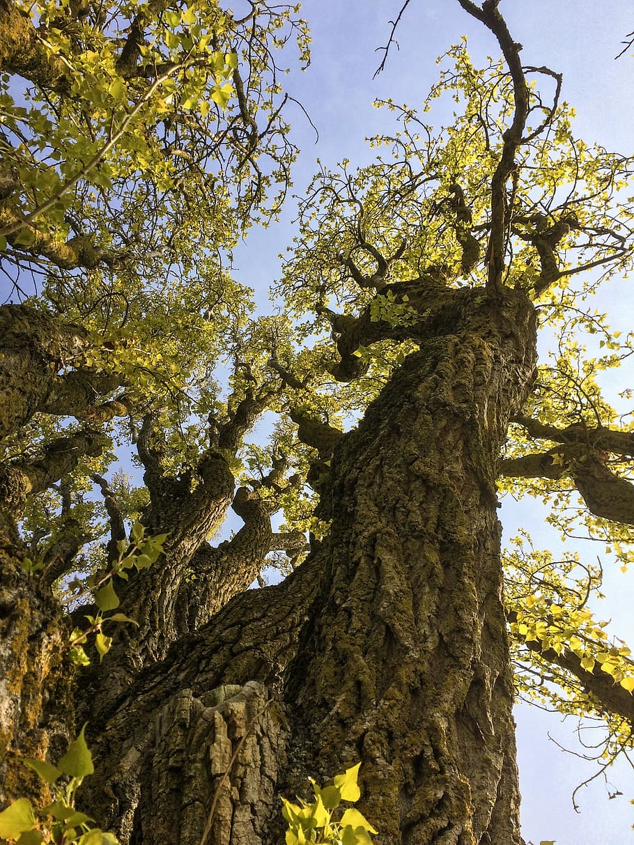 Spring, Trees, Poplar, Branch, tree trunk, nature, low angle view HD wallpaper