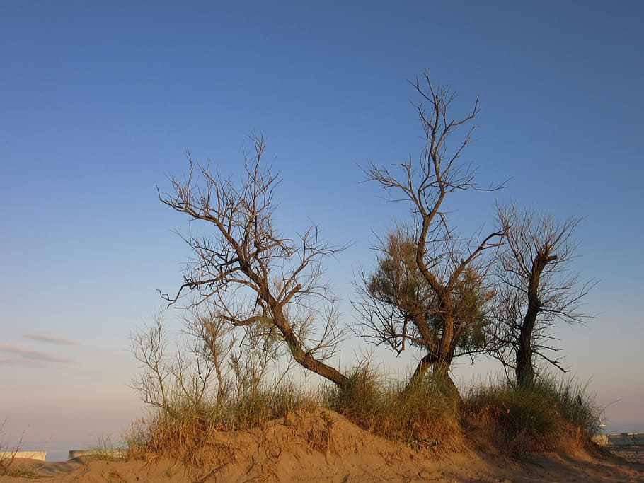 Trees, Dry, Beach, Aesthetic, Sand, sky, nature, autumn, landscape HD wallpaper