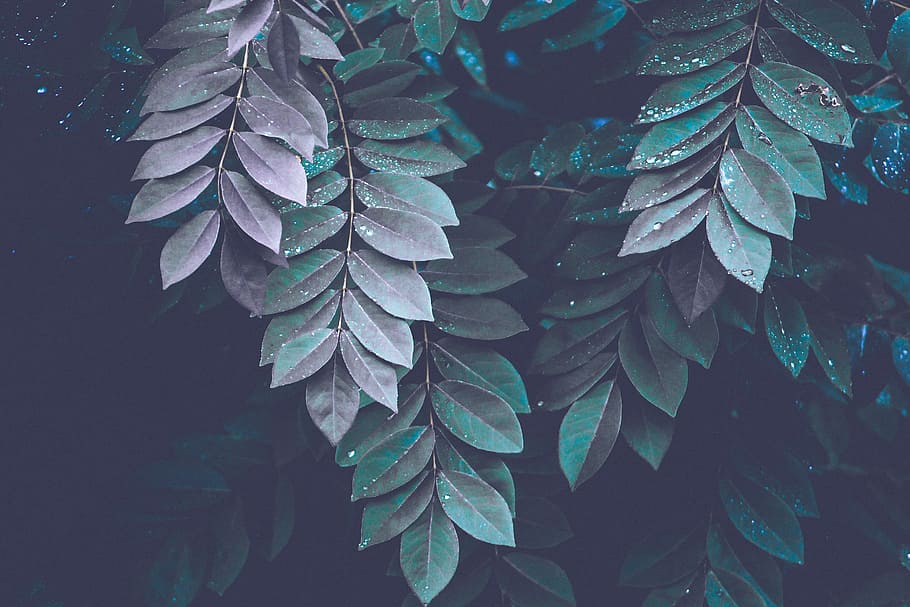 green leaf plant, photo of leaves with droplets of water, tree HD wallpaper