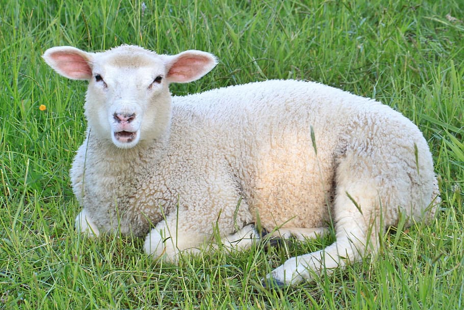 white lamb on top of green grass, sheep, lambs, animals, young animal HD wallpaper