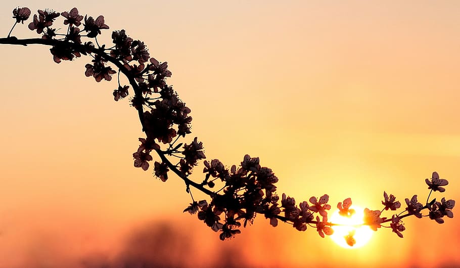 silhouette photography of petaled flower, flowers, branch, spring HD wallpaper