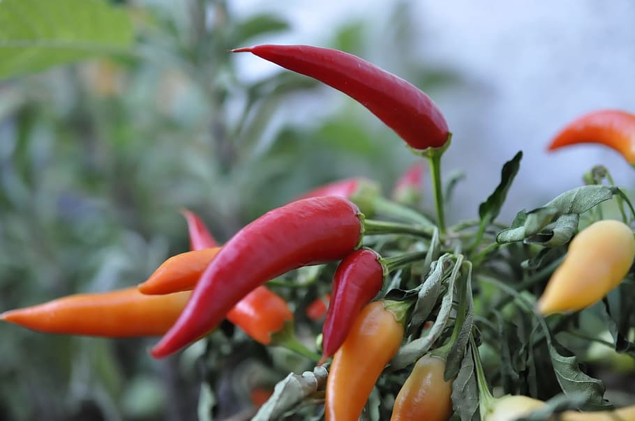 chili, sharp, spice, vegetables, sharpness, red, freshness HD wallpaper