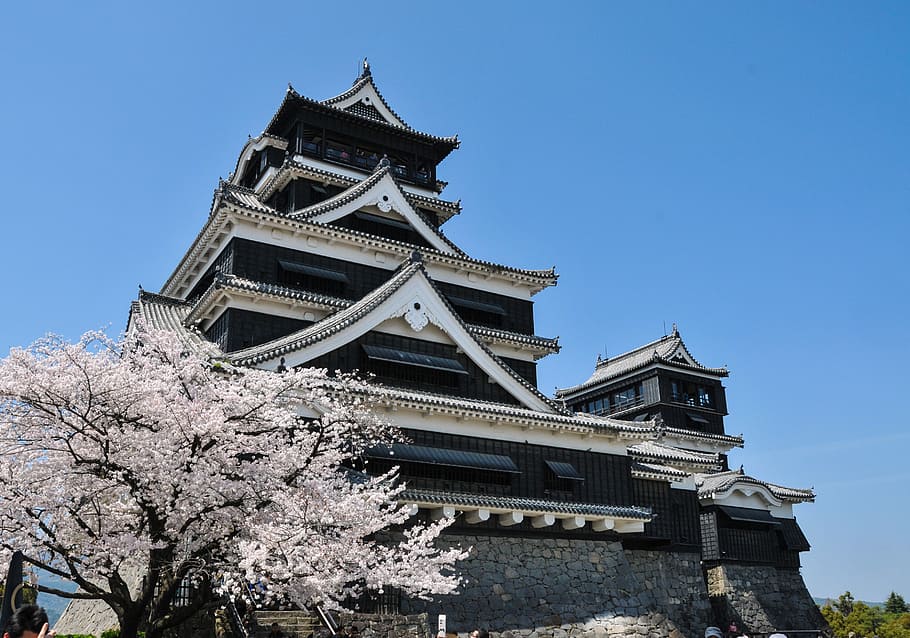 white chinese castle, cherry, spring in japan, cherry tree HD wallpaper