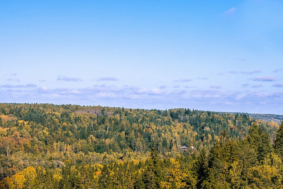 clouds, forest, sky, trees, beauty in nature, scenics - nature HD wallpaper
