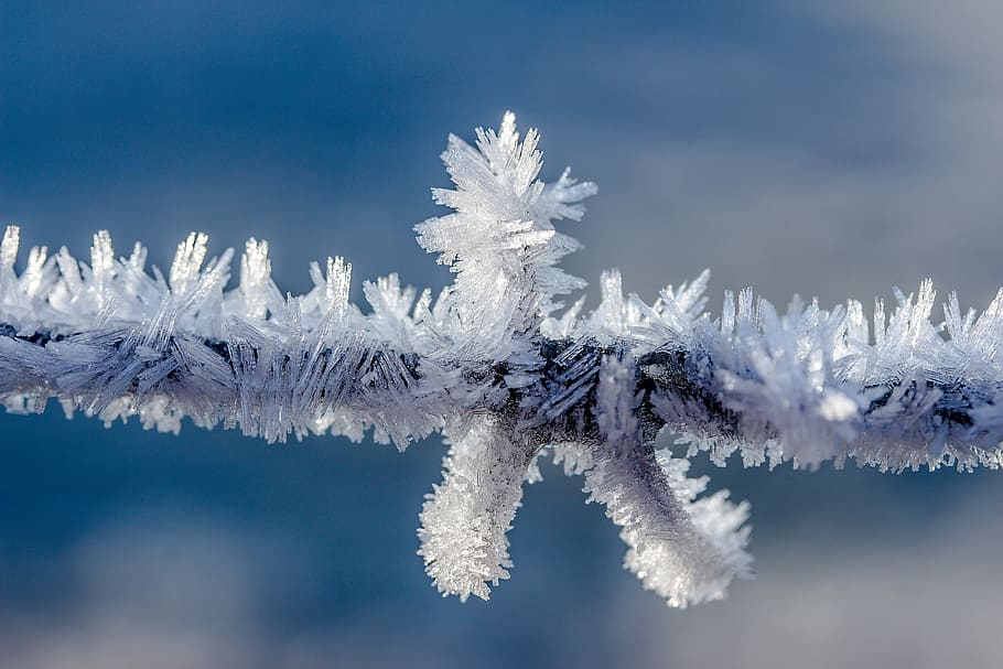 snowflakes on tree branch, eiskristalle, frost, frozen, cold, HD wallpaper