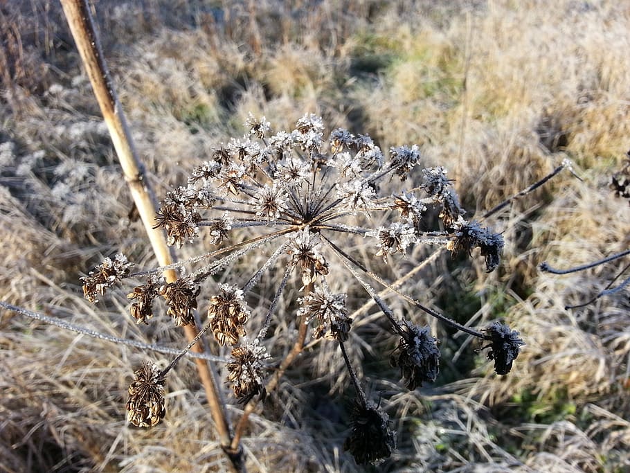 frost, plant, winter, focus on foreground, land, nature, day HD wallpaper