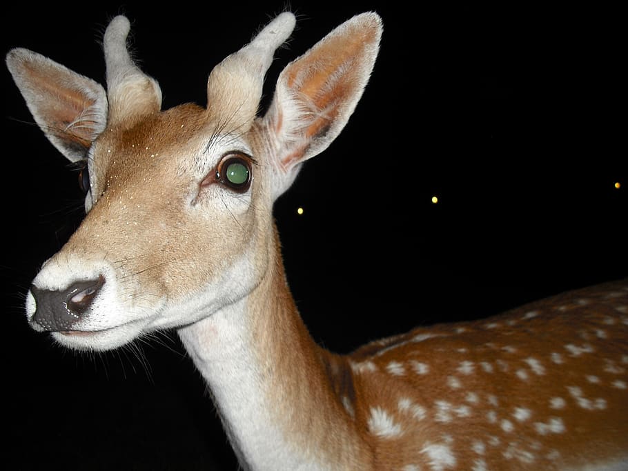 biche, animals, nature, one animal, mammal, animal wildlife HD wallpaper