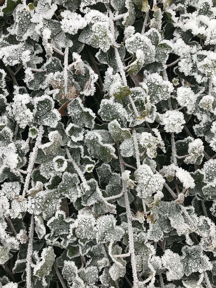 frost, ice, cold, white, ze, full frame, plant, growth, backgrounds HD wallpaper