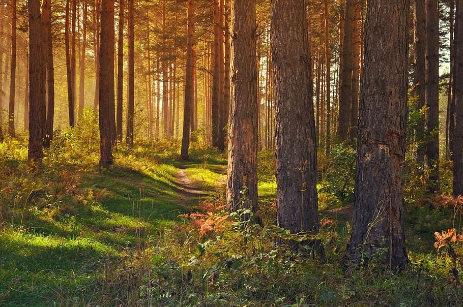 green leaves trees, forest, nature, landscape, yellow, gold HD wallpaper