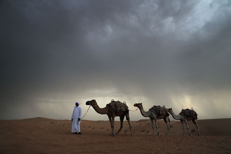 three beige camels, man standing beside three camels on brown fine sand under cloudy sky during daytime HD wallpaper