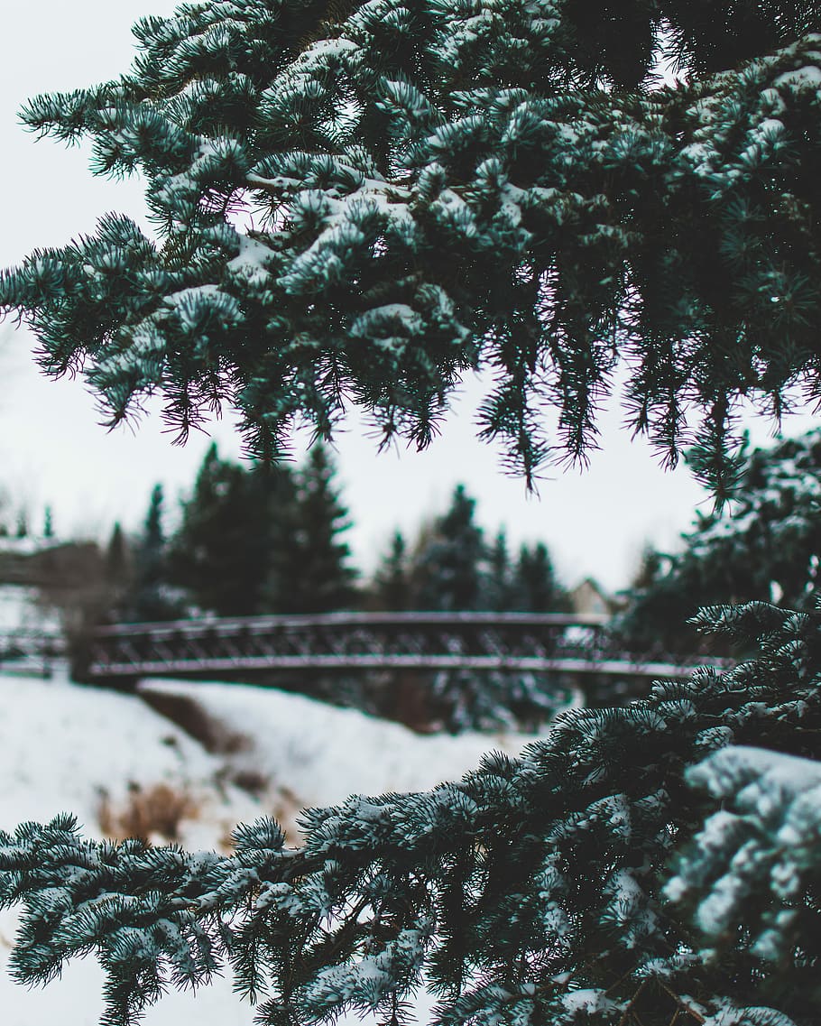 pine tree with snow during daytime, green tree in shallow focus photography HD wallpaper