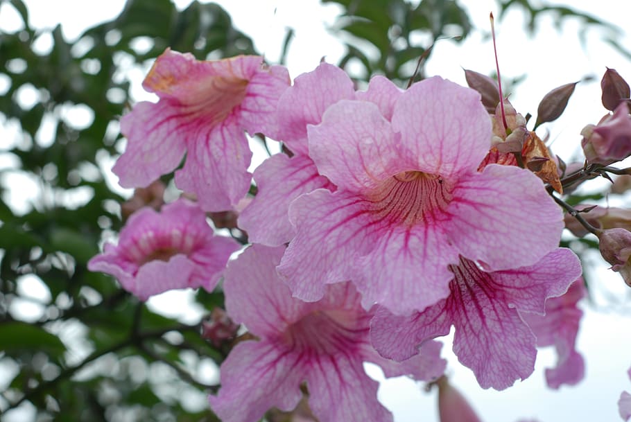 pink flower, flowers, spring, flowering plant, pink color, fragility HD wallpaper