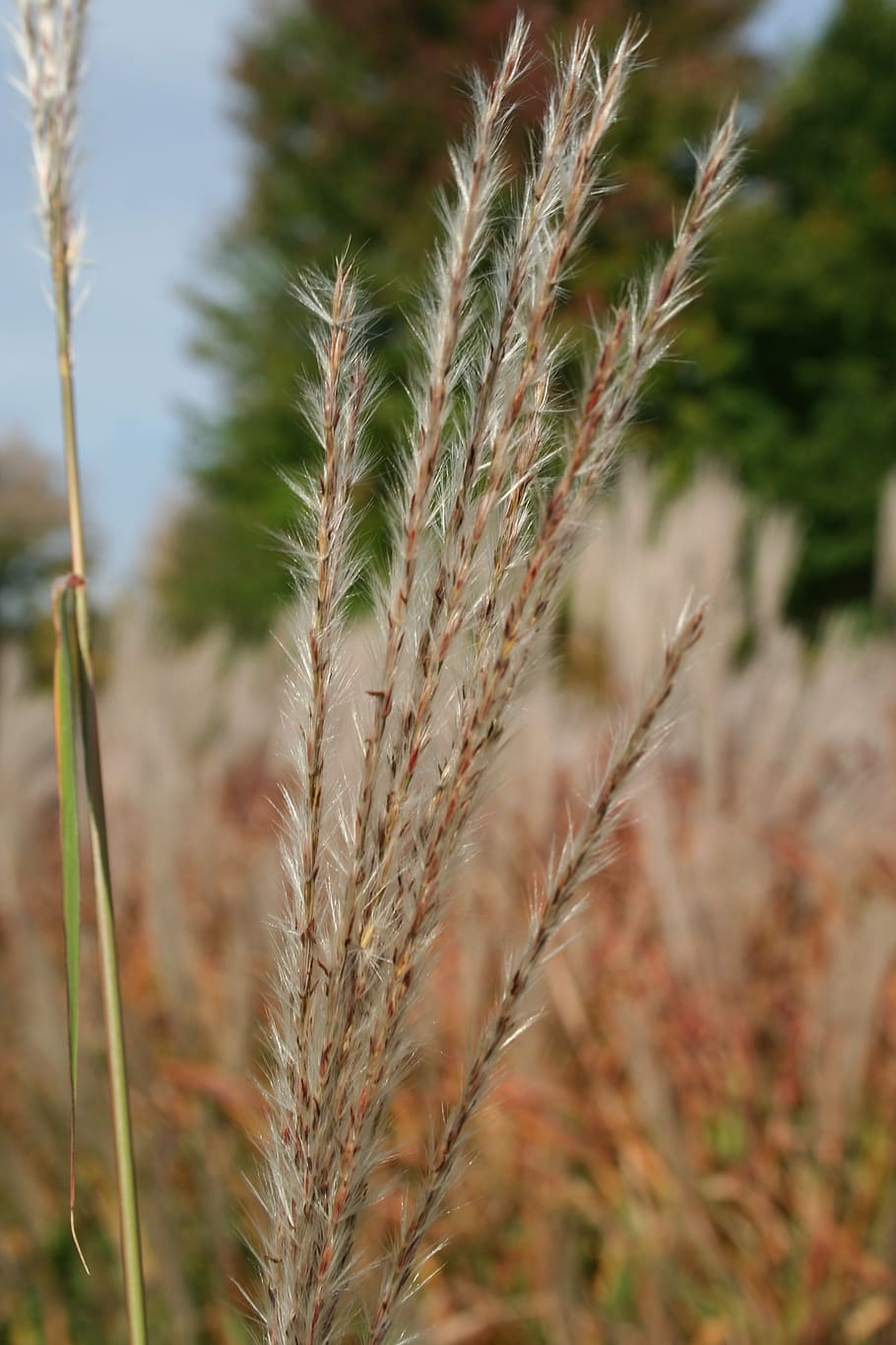 pampas grass, ornamental grass, plume, erianthus, wild, summer