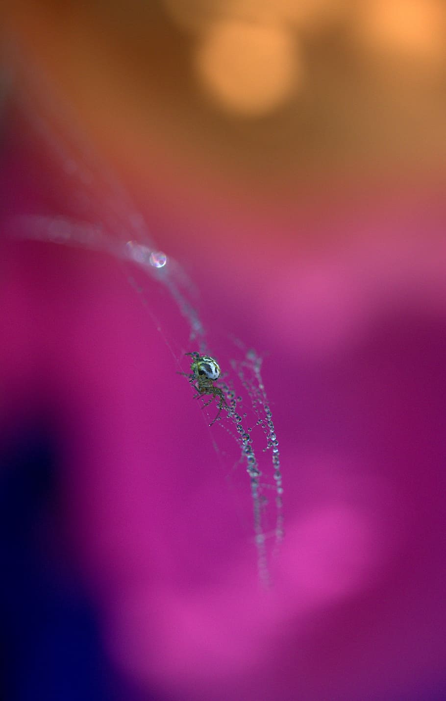 spider, spider web, drops, hooked, arachnid, dew, place, coloring HD wallpaper