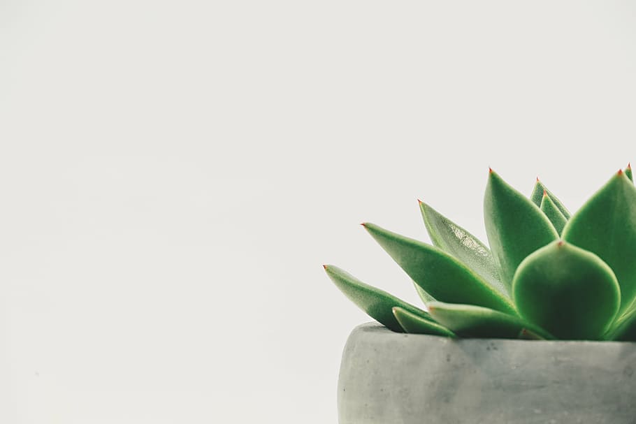 photography of green plant on gray pot, succulent, potted, white space