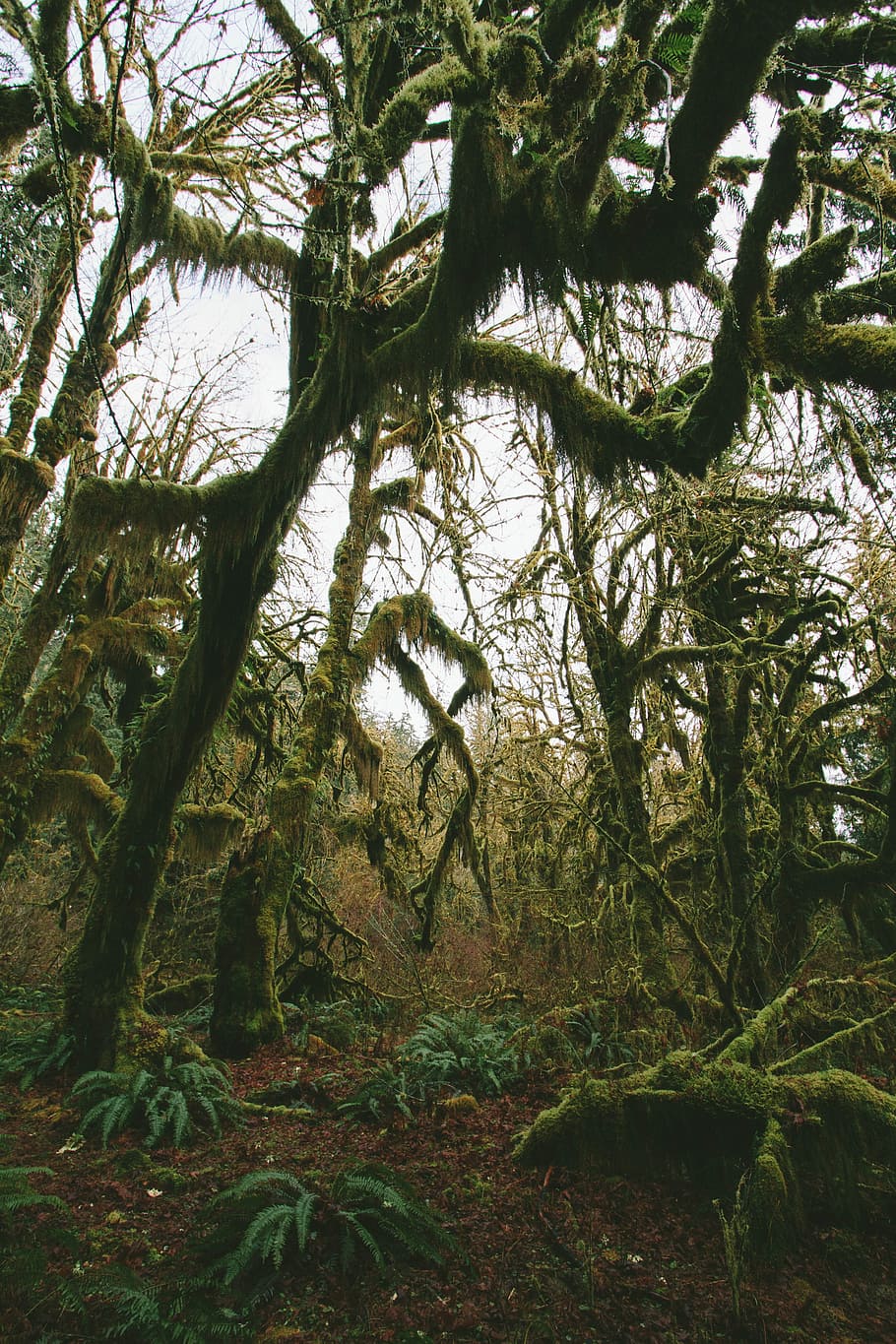 forest with mossy trees during daytime, photo of green leafed trees HD wallpaper