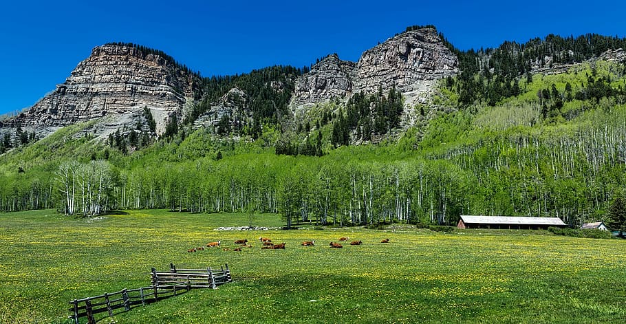 colorado, cattle, cows, herd, ranch, farm, mountains, landscape HD wallpaper
