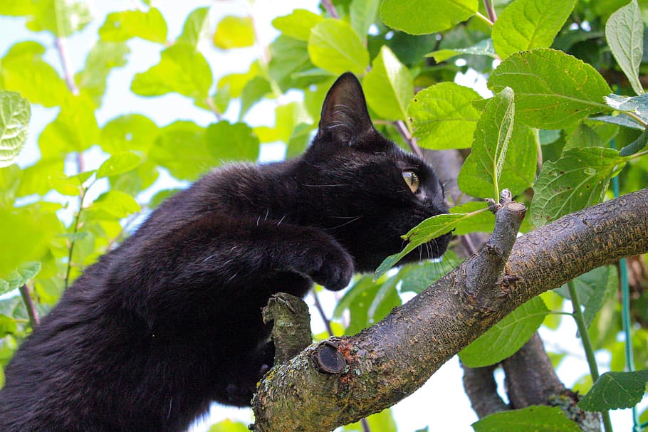 short-fur black cat on tree branch taken at daytime, Curious HD wallpaper
