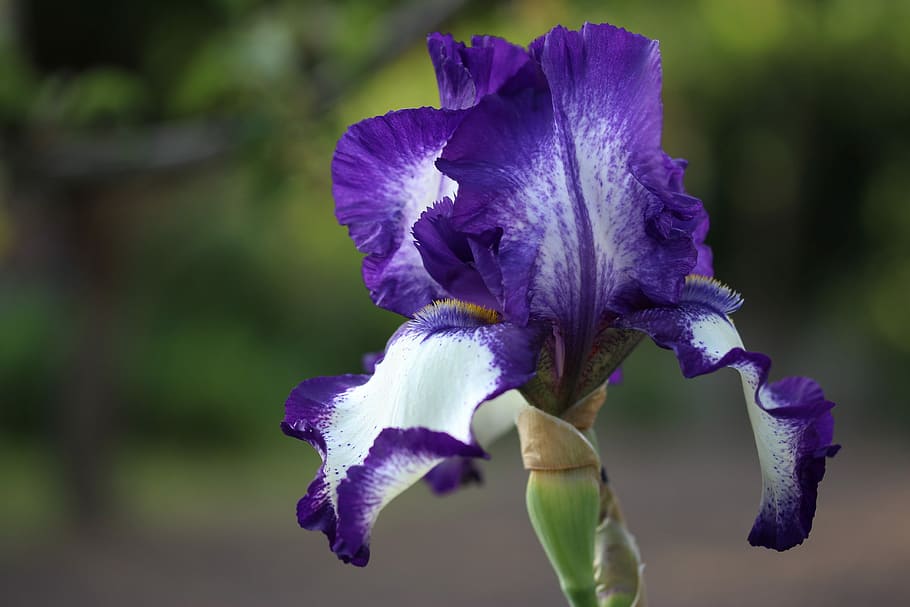 selective focus photography of blue and white flower in bloom HD wallpaper