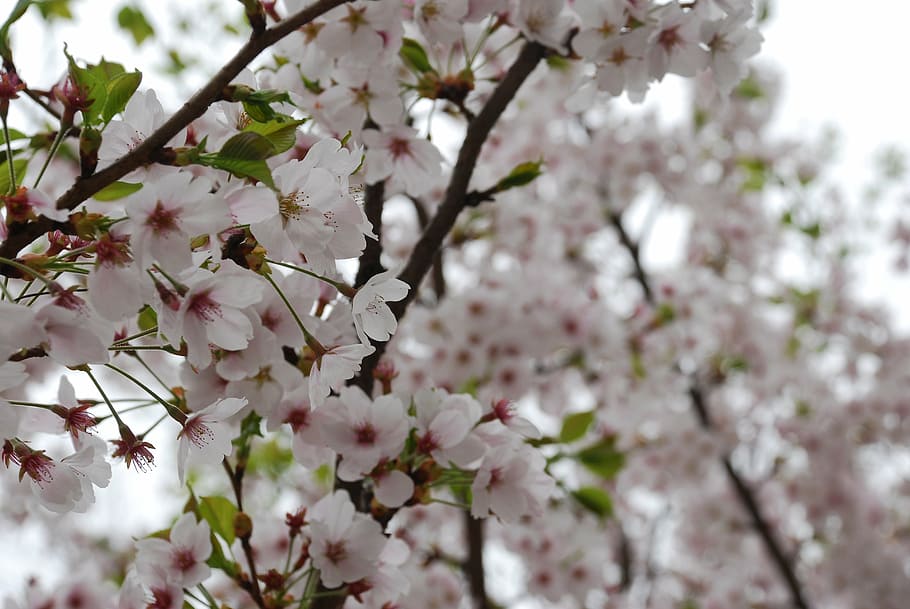 flowers, spring, wood, tree, nature, springtime, branch, blossom HD wallpaper