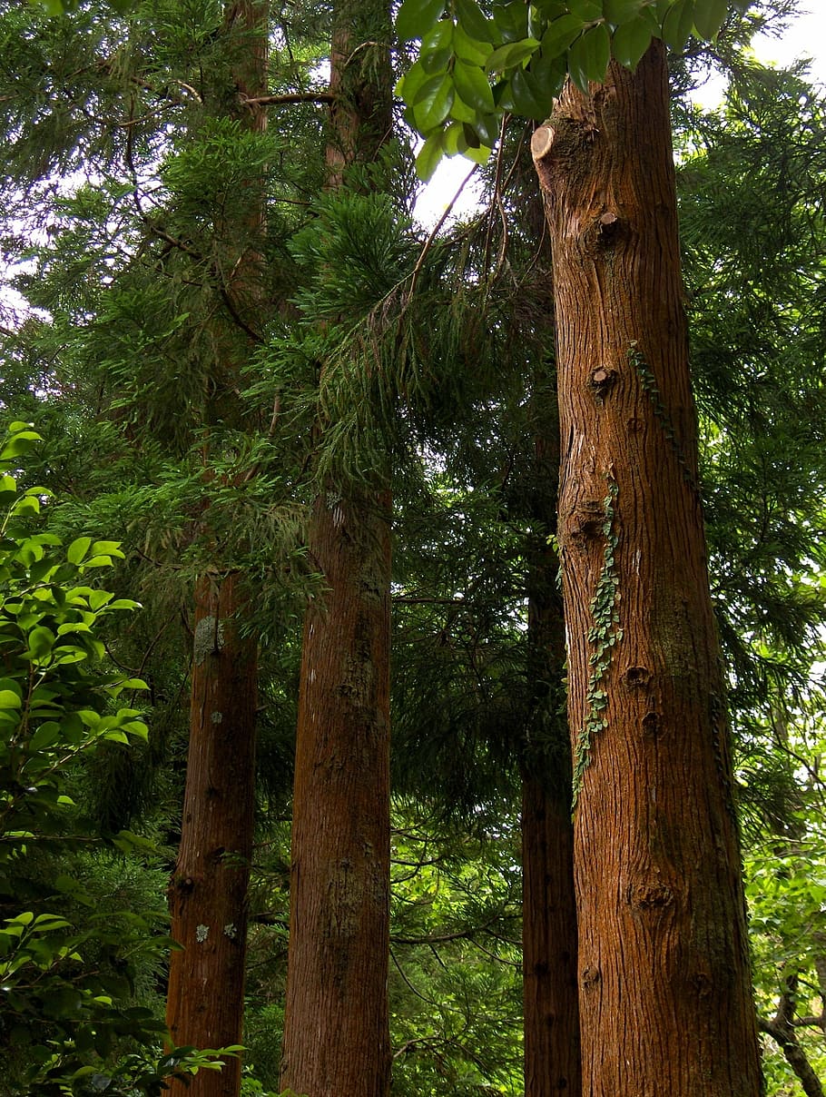 trees, forest, woods, nature, plant, tree trunk, growth, no people HD wallpaper