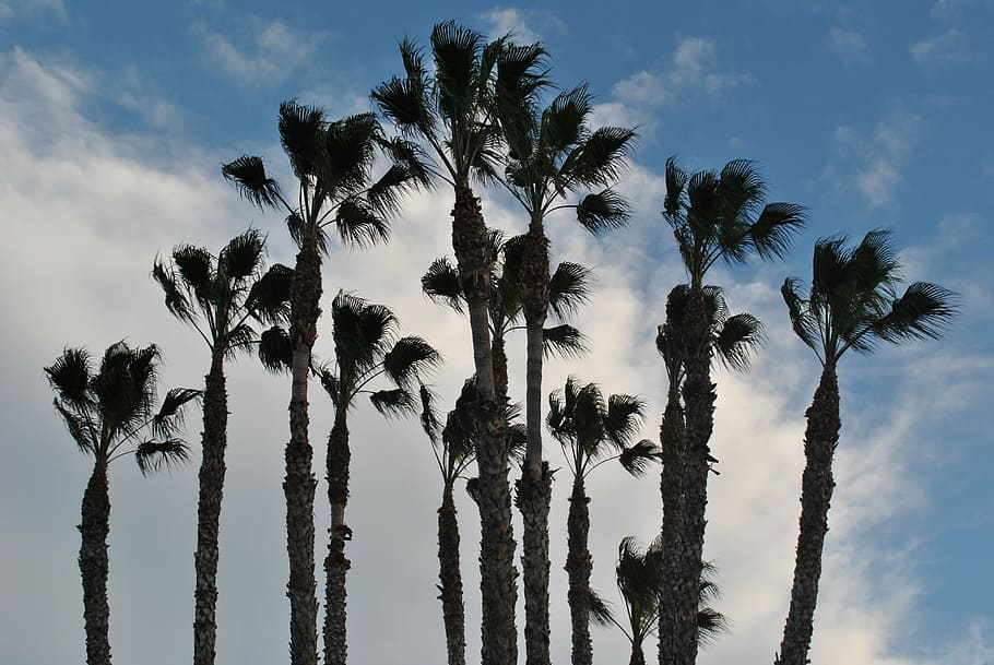 palm grove, sky, dates, clouds, landscape, nature, palmas, palm Tree HD wallpaper