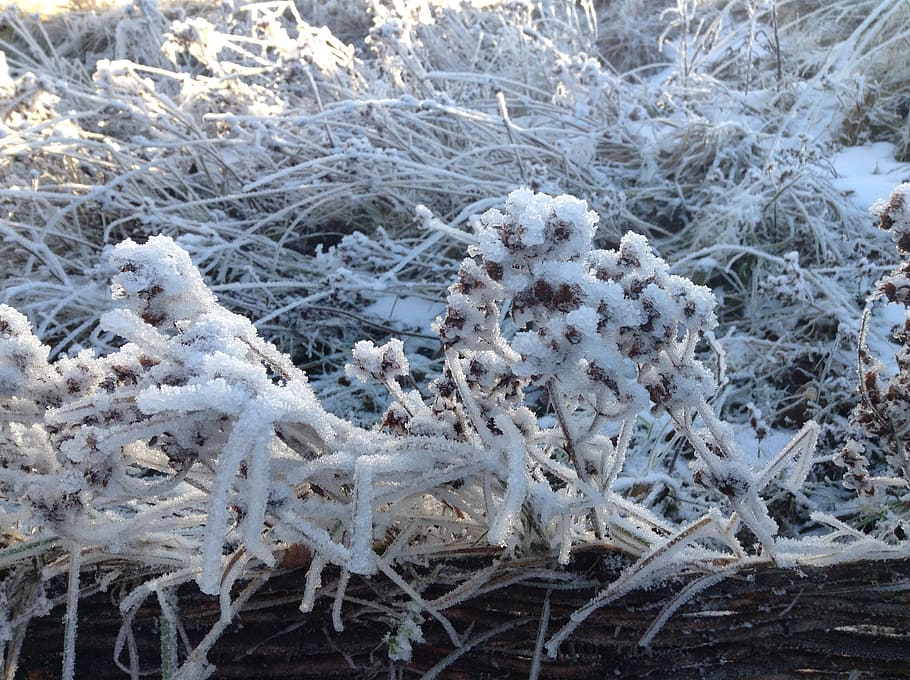 winter, landscape, snow, wintry, cold temperature, plant, nature HD wallpaper