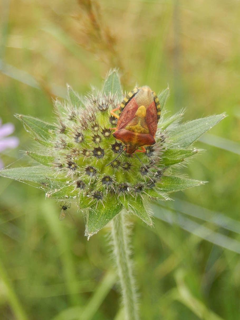 insect, flower, macro, plant, invertebrate, growth, flowering plant HD wallpaper