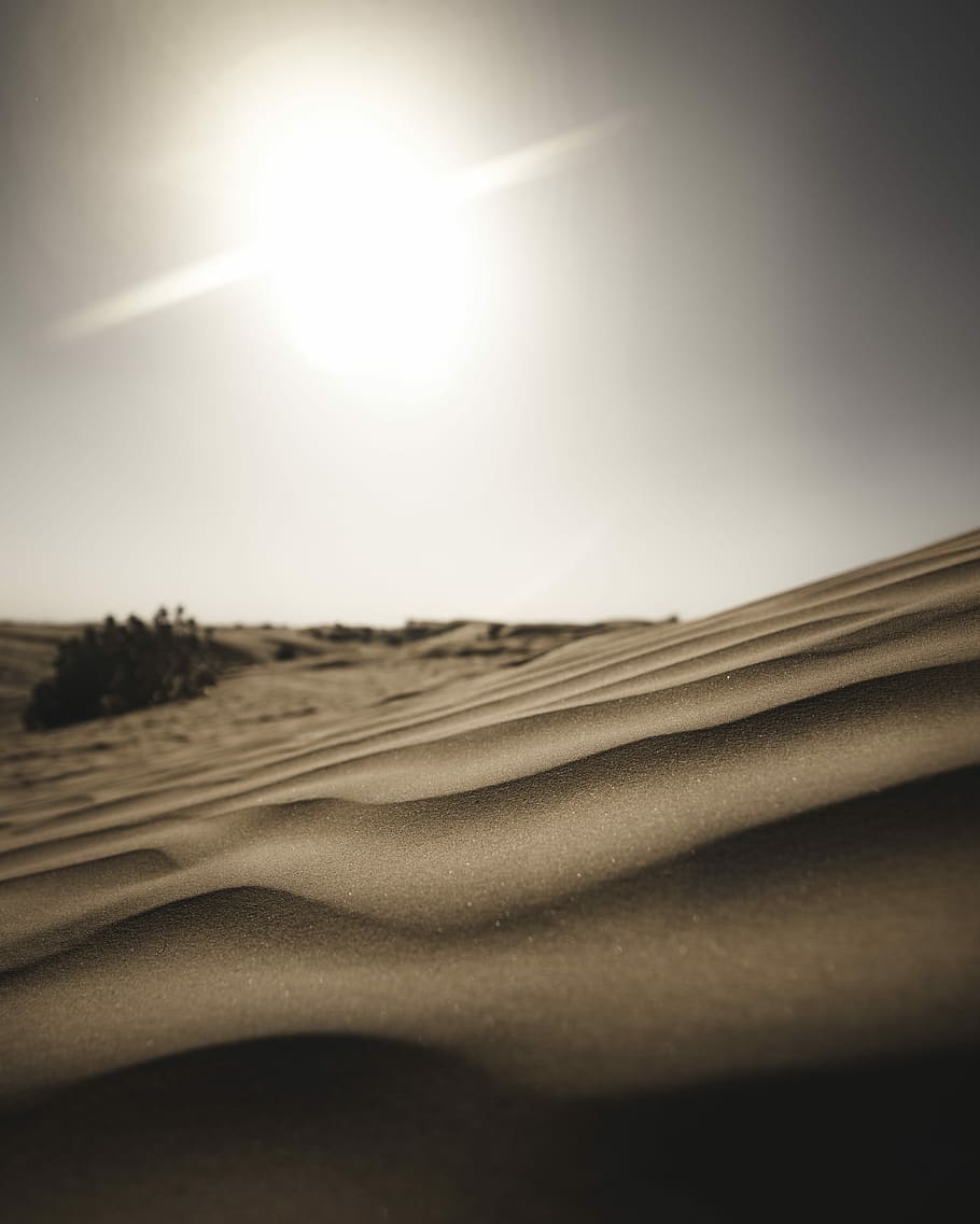 silhouette of plant on desert during daytime, untitled, sand HD wallpaper
