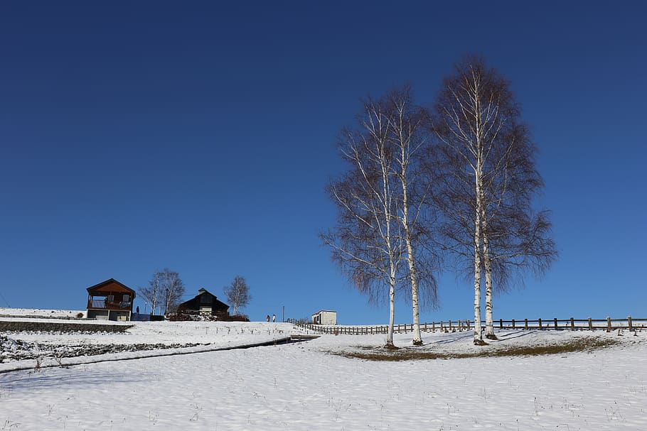 hokkaido, tree, snow, sky, clear sky, blue, cold temperature HD wallpaper
