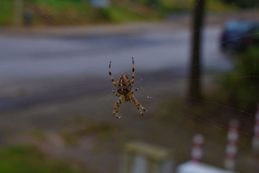 spider, close, insect, nature, animal, network, cobweb, cross HD wallpaper