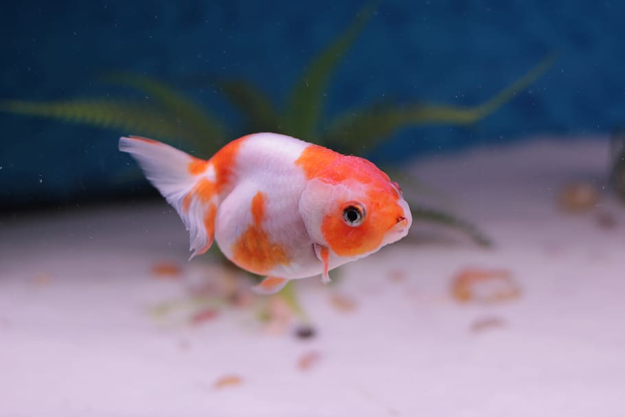 Goldfish, Lion Head, Aquarium, freshwater, domestic, cute, pet, HD wallpaper