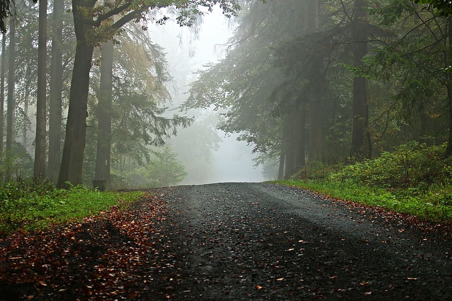 clear roadway between trees, forest, away, fog, forest path HD wallpaper