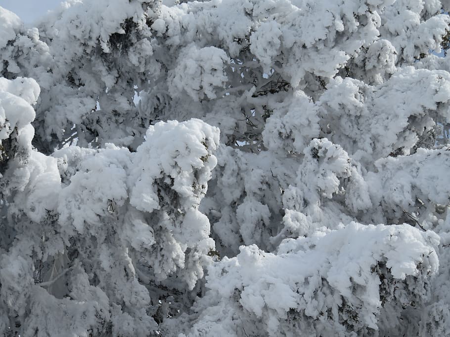 natural, cold, cover, white color, no people, snow, beauty in nature HD wallpaper