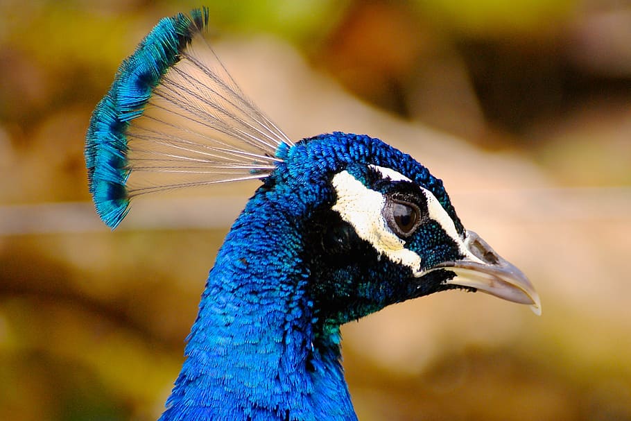 selective focus photography of blue peacock, bird, feather HD wallpaper